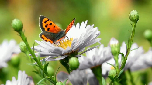 KDkmWI4 jzhEPGEP.jpg