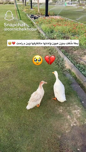 gbkxxf4VkDyh6 zl.jpg