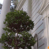 giphy (1).gif
