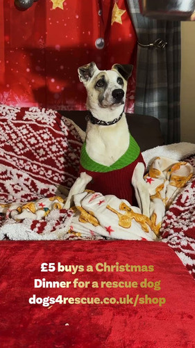 A jvWpDApi6MSi B.jpg