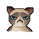 sptGrumpy Cat.gif