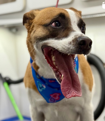 Dog Grooming Services Kirkland.jpg