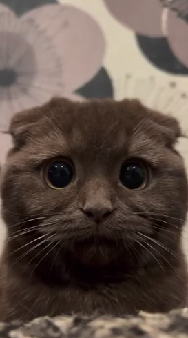 Котик!.png