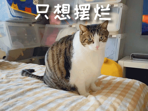 IMG 7679.gif