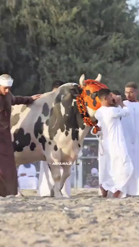 HXA5tYR4qnCqOyNi.jpg