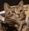 IMG 3141.gif