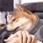 IMG 2403.gif