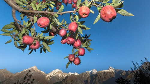 Apples in Kinnaur 2 2.jpg