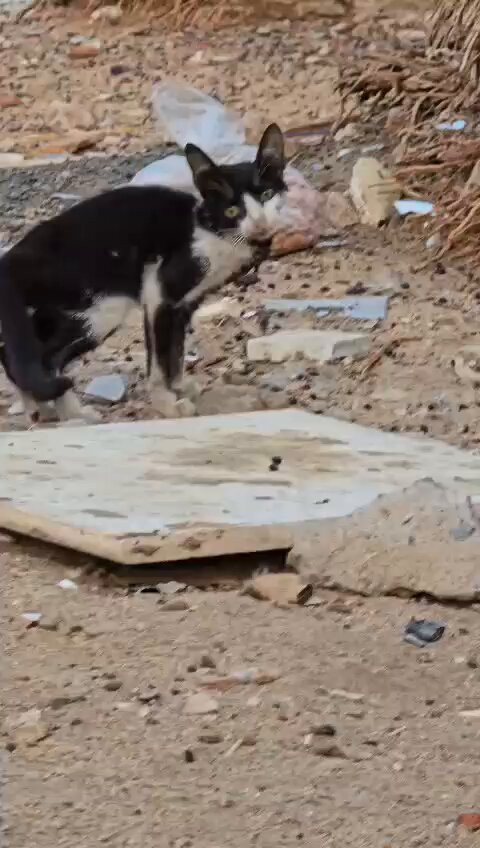 4hfgfULRyBSIdTkn.jpg