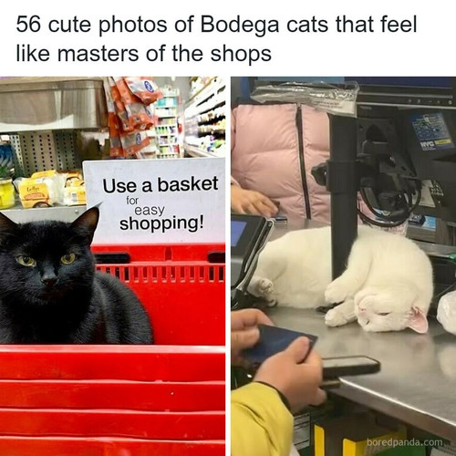 bodega cats pics.jpg