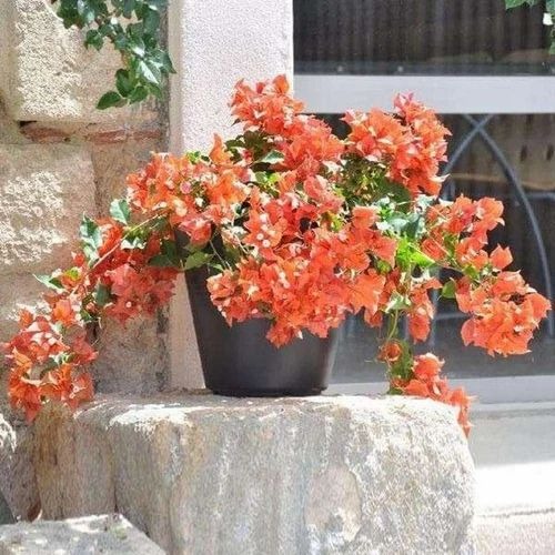 ilovenursery bougainvillea orang.jpg