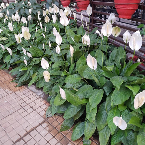71G1xSIaCoL. SL1080 .jpg