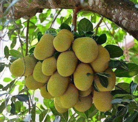 kathal plants.jpg