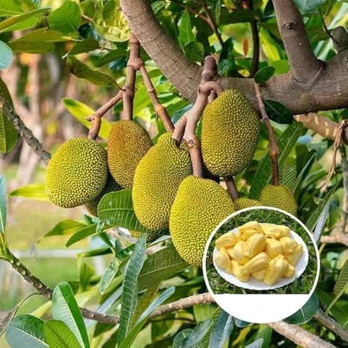 61r5Lfg JNL. AC UF1000,1000 QL80.jpg