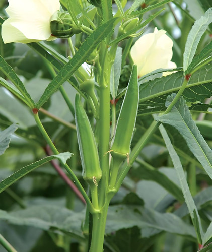 81gVKPli5iL. SL1500 .jpg