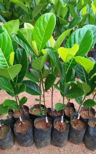jack fruits grafted plant 500x50.jpg
