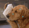 C514B11C C118 46AB 9C7B 85B6E1D4995B.gif