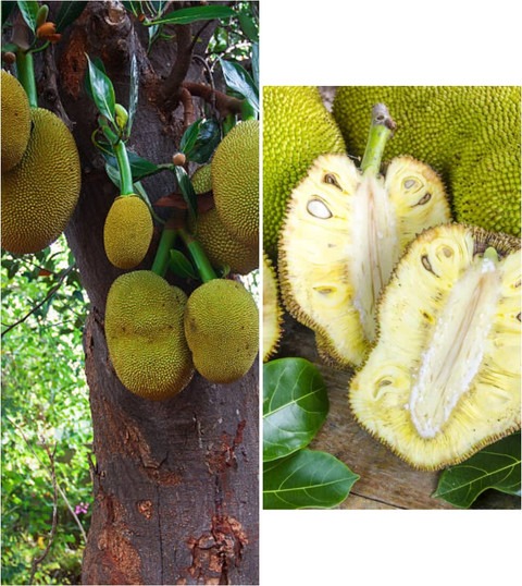 yes annual yes jack fruit plant.jpg