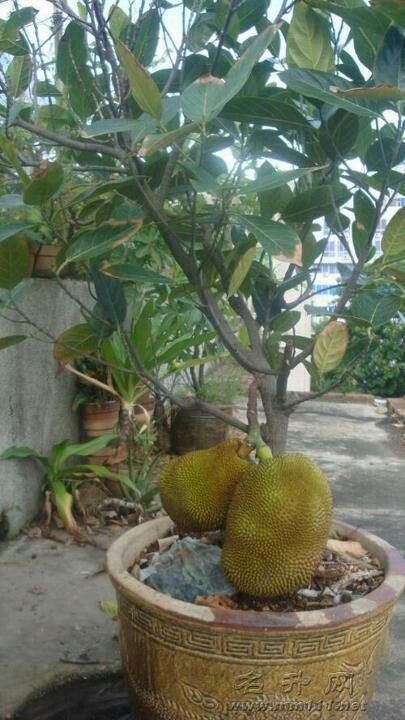 So grow Jackfruit in a pot.jpg