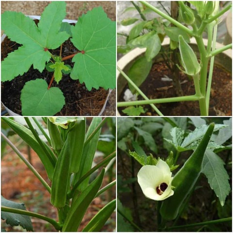 40 lady finger sree original ima.jpg