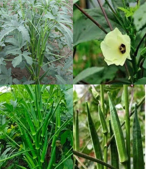 48 bhindi seeds 1kg beez ibains.jpg