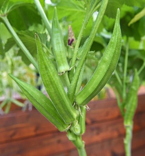 26 ladies finger hybrid seeds ib.jpg
