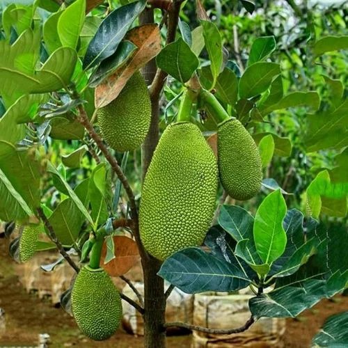 grafted jackfruit plant 500x500.jpg