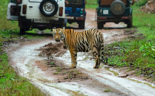 Jeep Safari in Corbett – Explore the Wild Heart of Jim Corbett National Park.jpg