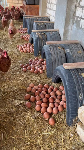 pYLguHHDt CKpwPN.jpg