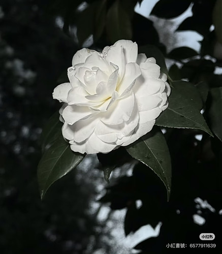 IMG 0463.jpg