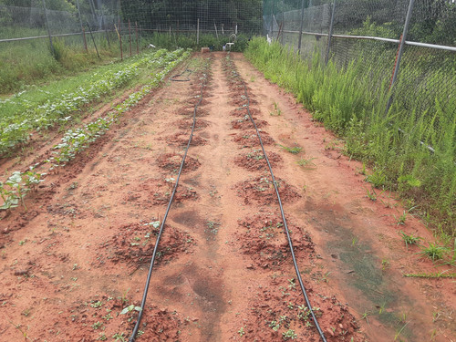 OKRA DRIP LINES.jpg