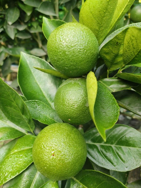 31 mosambi citrus limetta indian.jpg