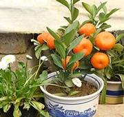 no perennial yes orenge plant 1.jpg