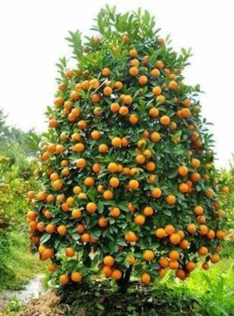 23 malta orange kinnow kinnu fru.jpg