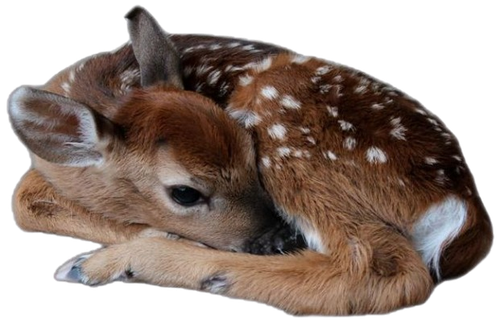 15890157aba70f025568e963f3c884fe removebg preview.png