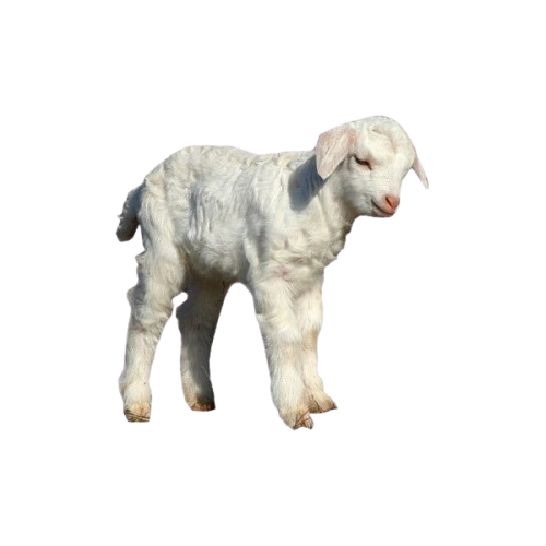 3b83705f23bd6533f8f85d9bb9900f56 removebg preview.png