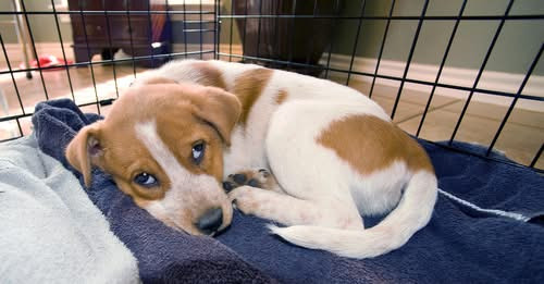 10432926243065216193?url=https%3A%2F%2Fcivilek.info%2Fwp content%2Fuploads%2F2025%2F10%2Fkutya allat.jpg