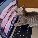 kotikeat.gif