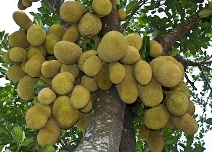 online plant bazar green all tim.jpg