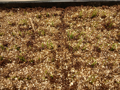 ONION SEEDS GERMINATING 4.jpg
