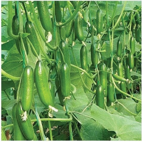 10 c 1 cucumber original imagzz3.jpg