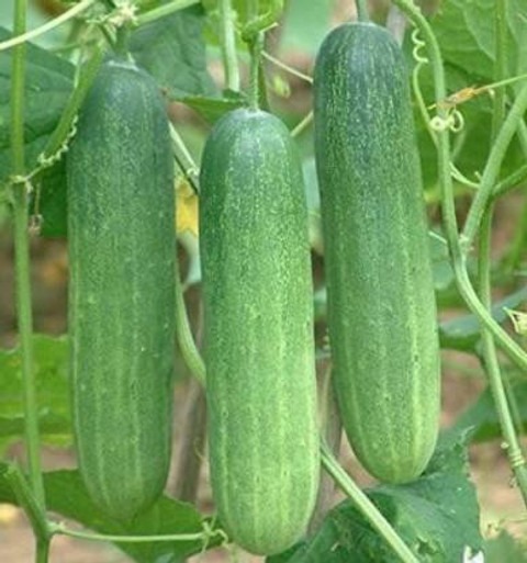 30 cucumber seed sarva shiva ori.jpg