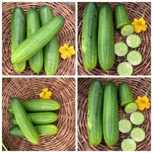 hybrid cucumber seed nidhi 500x5.jpg