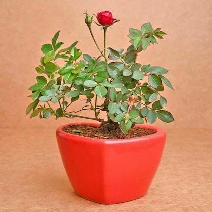 cloud farm live english red rose.jpg