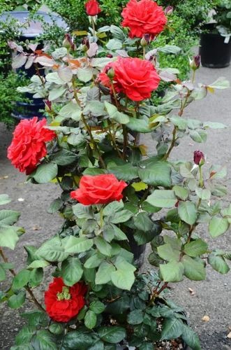 rose plant 500x500.jpg