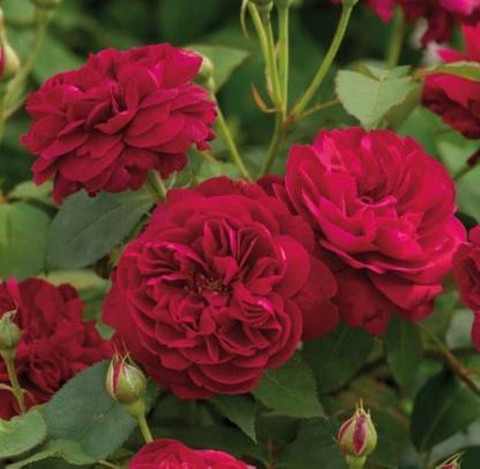 perennial no yes red rose 1 coro.jpg