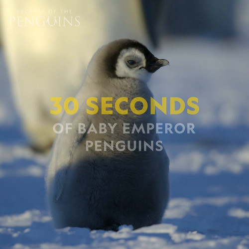 sdJ6zCO5d mfXzrS.jpg