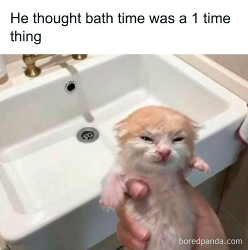animal posts.jpg