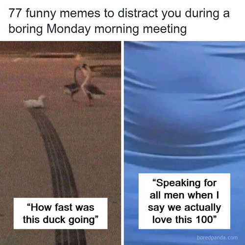 funny memes.jpg
