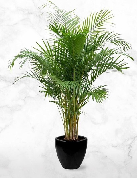 yes perennial yes areca palm pla.jpg